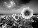 black & white sunflowers